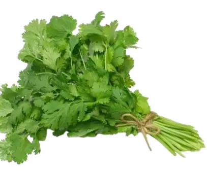 Fresh Coriander Bund