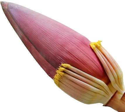 Bananenblüte