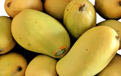 Ripe Mango  (Aam Indian) 1 Kg