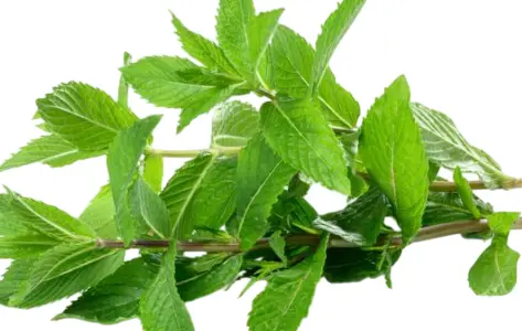 Minze (Fresh Mint) Bund